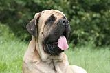 MASTIFF 067